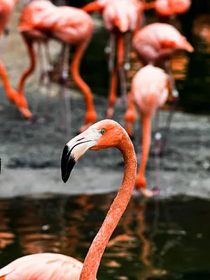 Animals, Aquariums, & Zoos